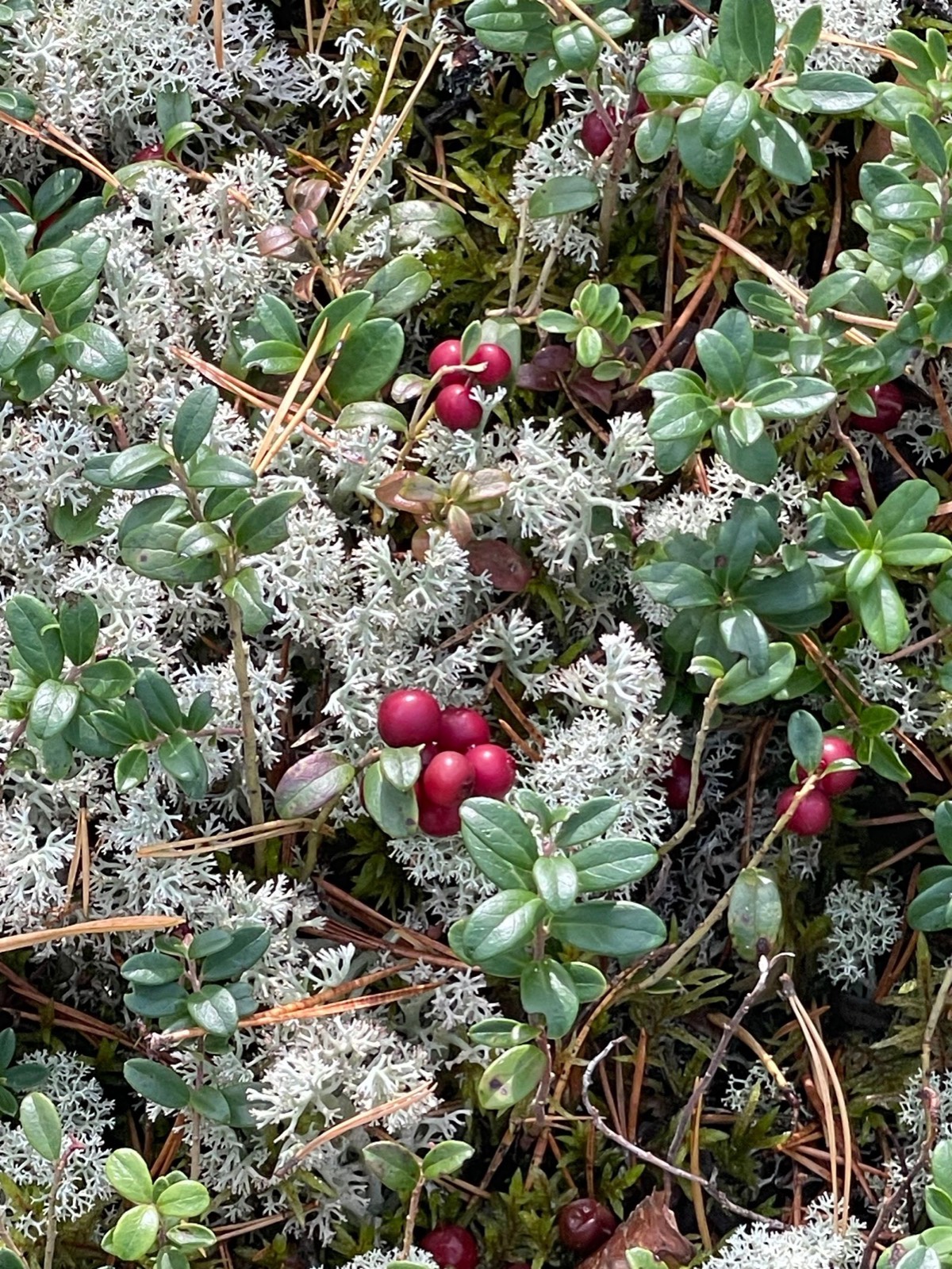 Lokala bär från fjället